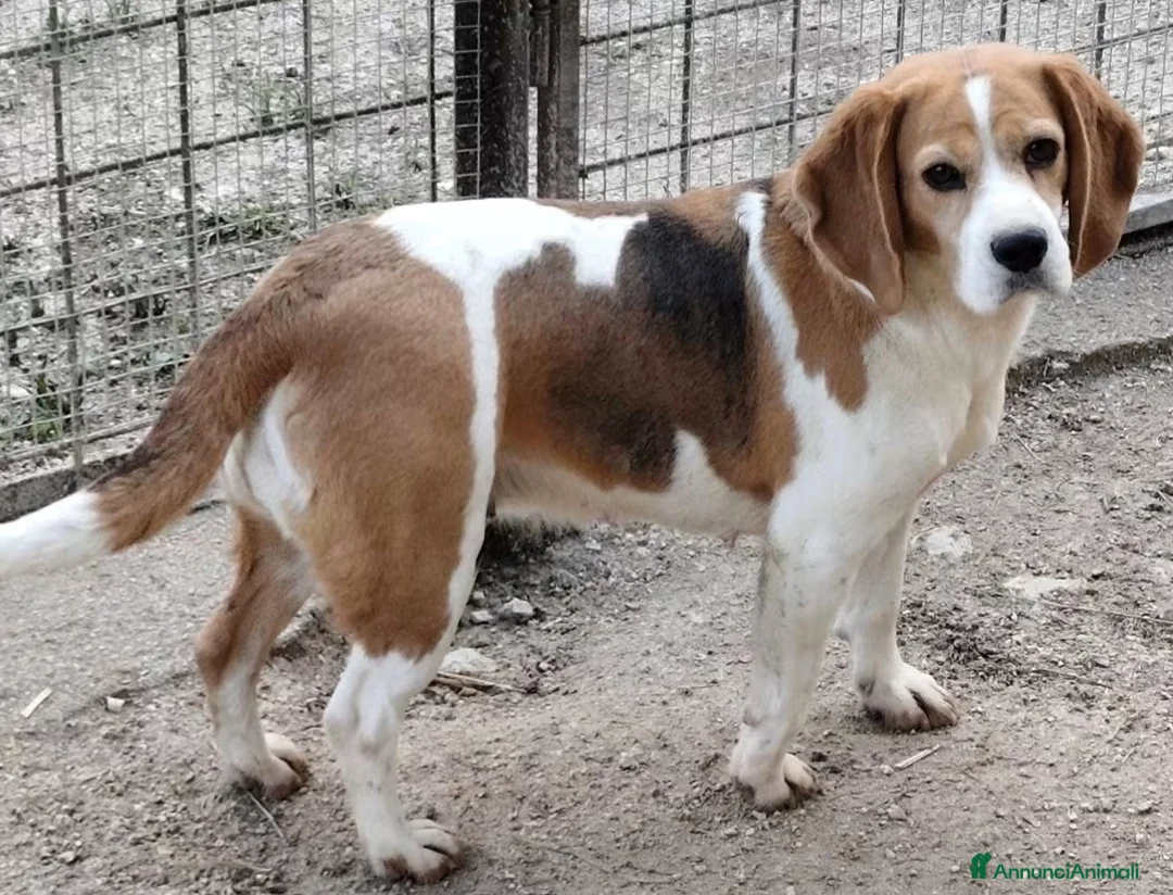 Beagle cani in vendita: Cuccioli di Beagle di tre mesi  - Annuncio 1