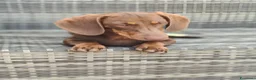 Bassotto cani in vendita: Bassotte 5 mesi - Annuncio 7