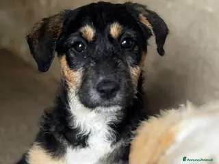 Meticcio cani Lisa - Annuncio 19