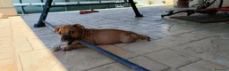 Staffordshire cani in vendita: Cuccioli di Staffordshire Bull Terrier disponibili - Annuncio 4