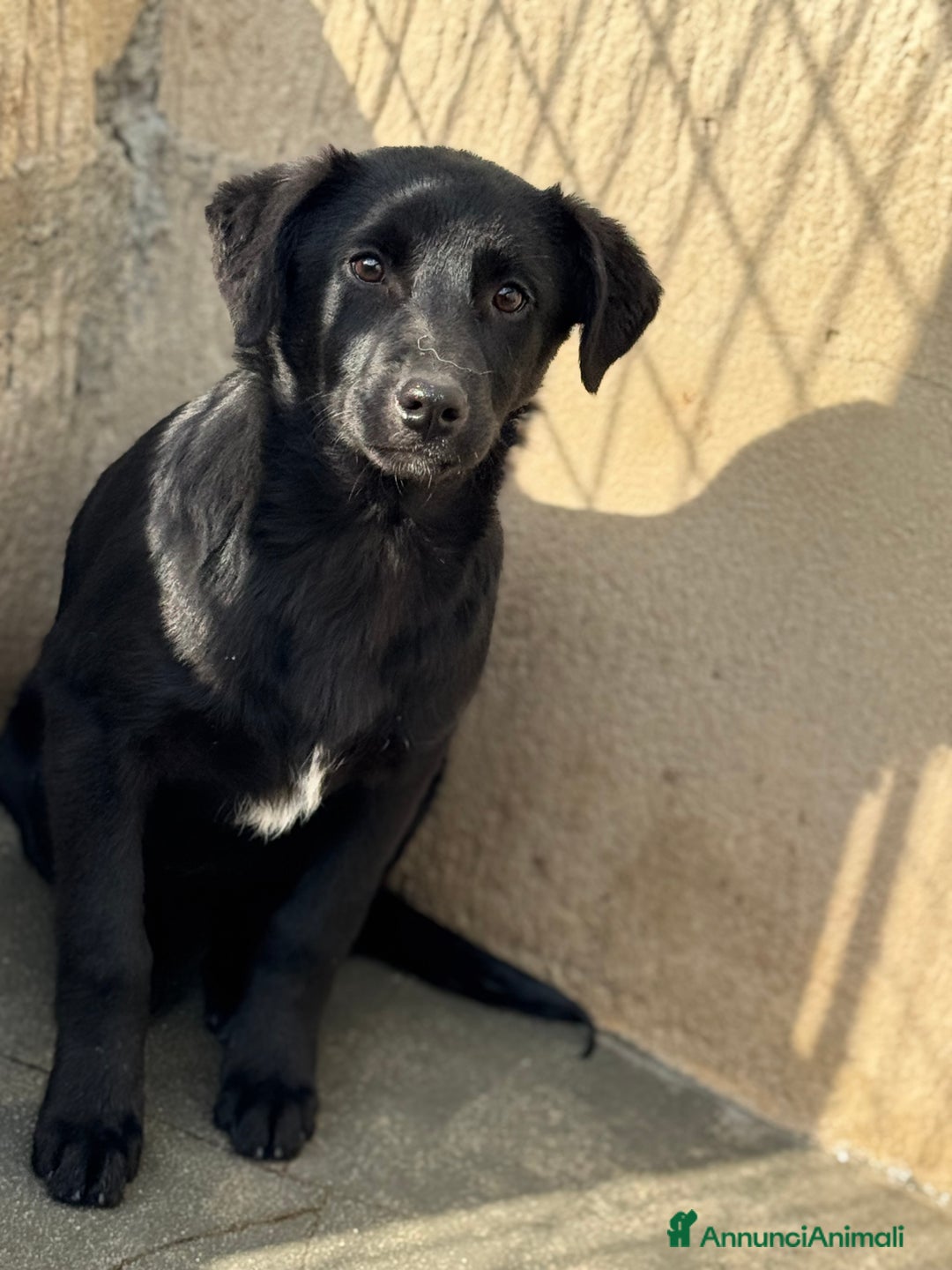 Meticcio cani in regalo: Lala cucciola taglia media timida - Annuncio 1