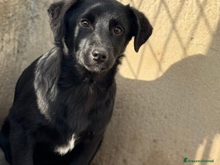 Meticcio cani Lala cucciola taglia media timida - Annuncio 1