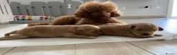 Maltipoo cani in vendita: Cuccioli maltipoo a Provincia di Verona - Annuncio 7