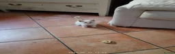 Meticcio gatti in regalo: GATTI ADORABILI a Provincia di Monza e della Brianza - Annuncio 8