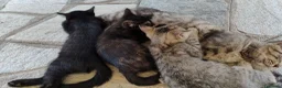 Meticcio gatti in regalo: Regalo gattini di tre mesi a Provincia di Cuneo - Annuncio 2