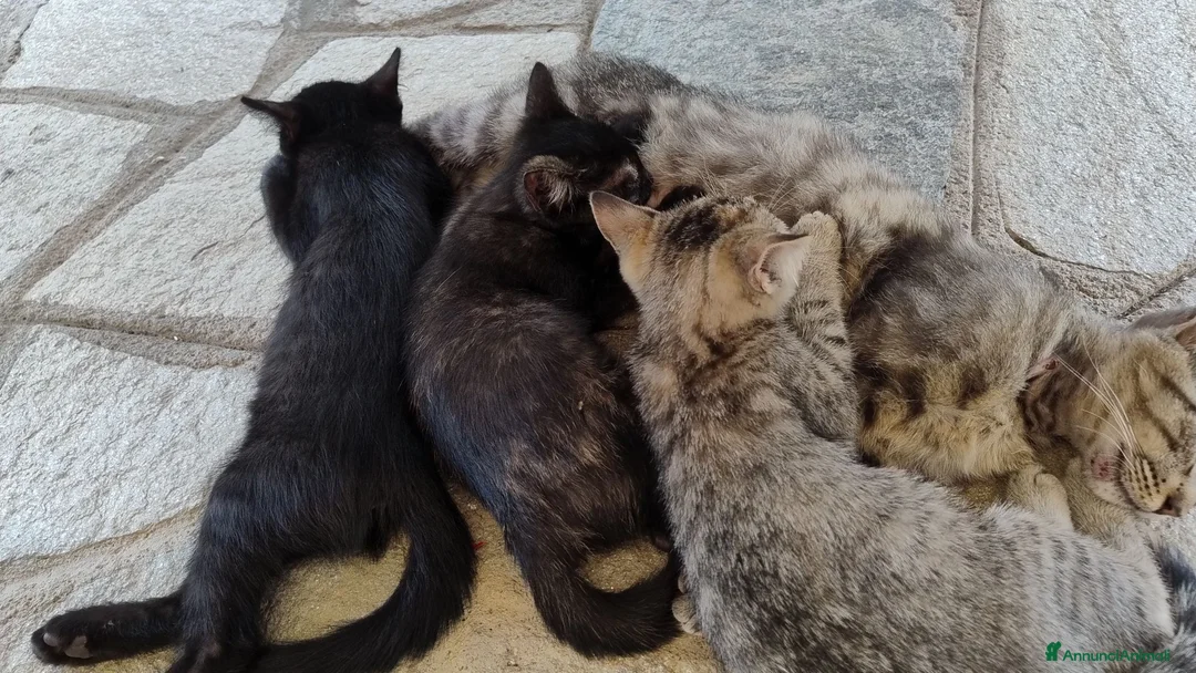 Meticcio gatti in regalo: Regalo gattini di tre mesi a Provincia di Cuneo - Annuncio 2