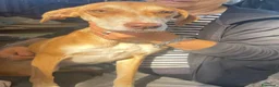 Meticcio cani in regalo: Wendy si sta spegnendo in un box - Annuncio 3
