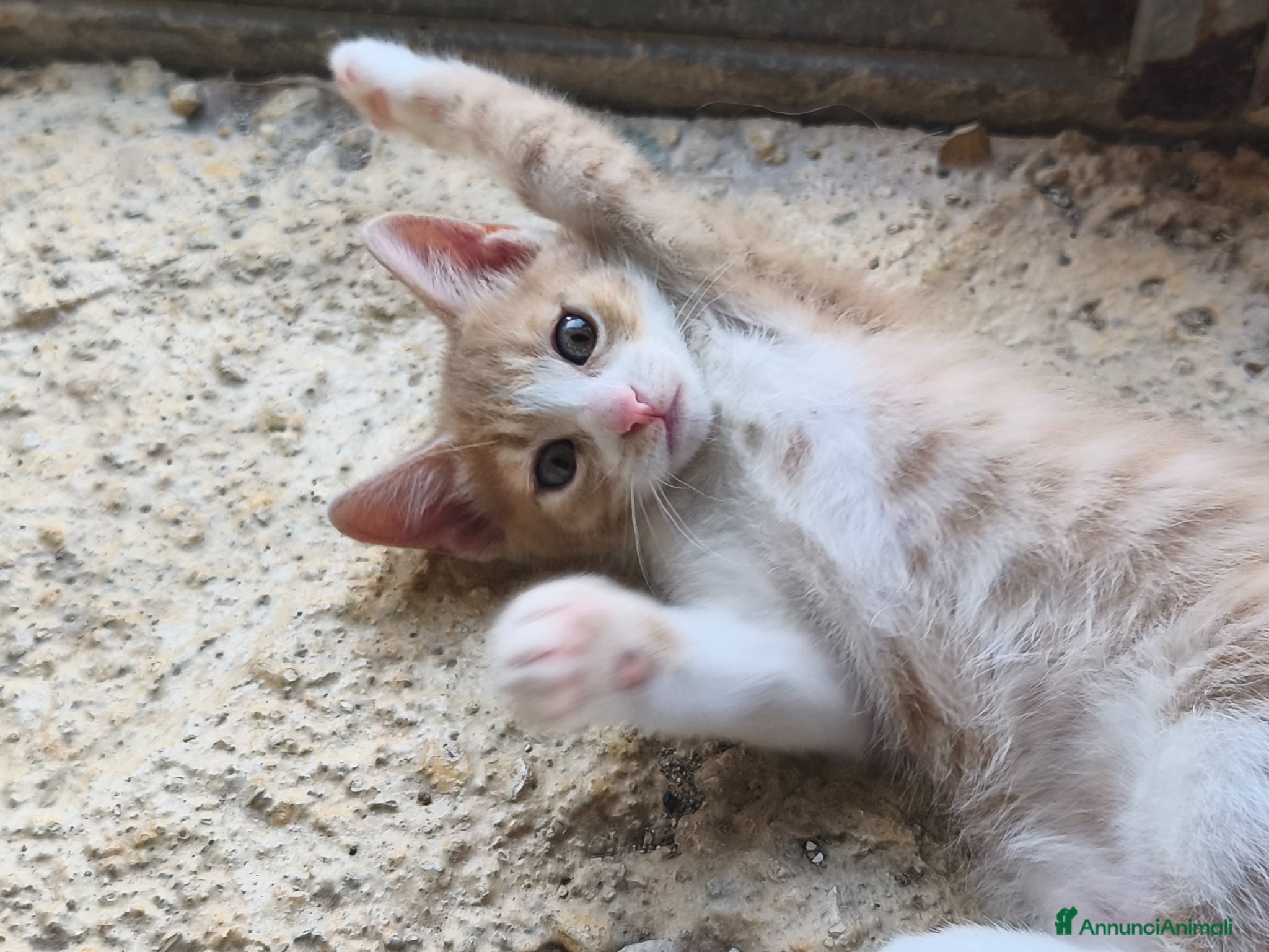 Meticcio gatti Piccolo Whisky e la sua bellissima mamma Elisa  - Annuncio 3