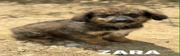 Meticcio cani in regalo: 4 SPLENDIDI CUCCIOLI cercano casa! Super coccoloni - Annuncio 5