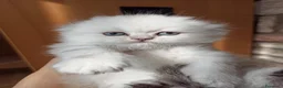 Scottish gatti in vendita: Gattini Scottish highland  - Annuncio 3