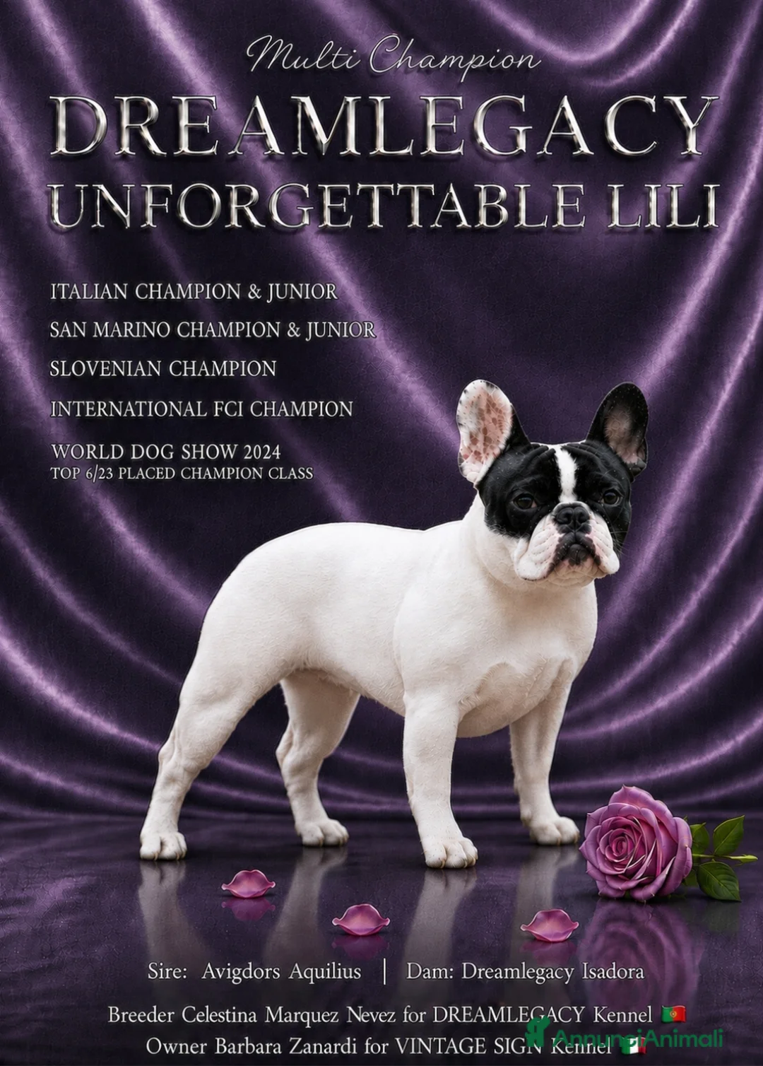 Bulldog Francese cani in vendita: CUCCIOLONI BULLDOG FRANCESE ENCI - Annuncio 2