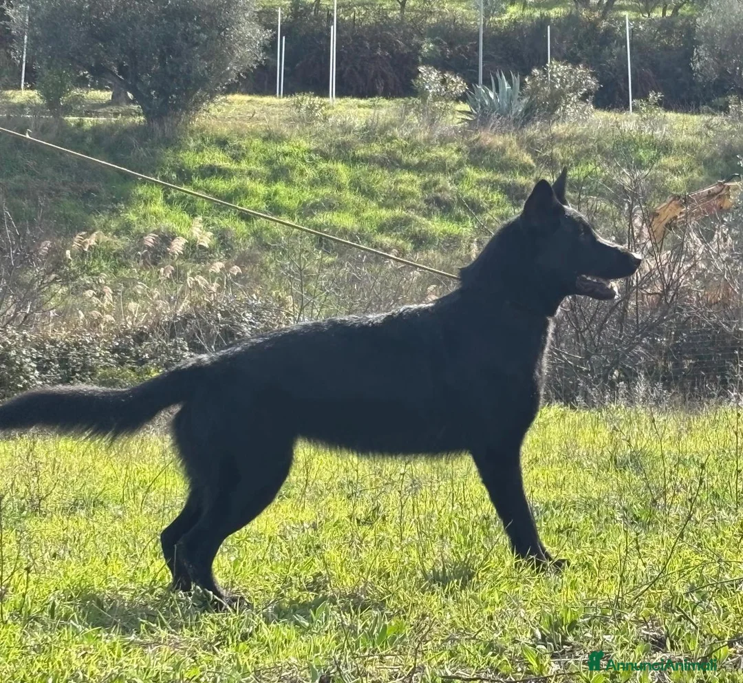 Pastore Tedesco cani in vendita: MERAVIGLIOSI PASTORI TEDESCHI DA LAVORO - Annuncio 12