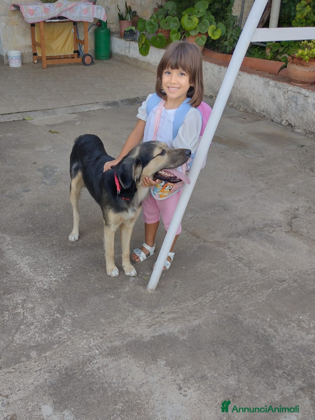 Meticcio cani in regalo: Splendido Simil Pastore (Catania) - Annuncio 5