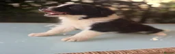 Border Collie cani in vendita: Cuccioli di border collie  - Annuncio 4