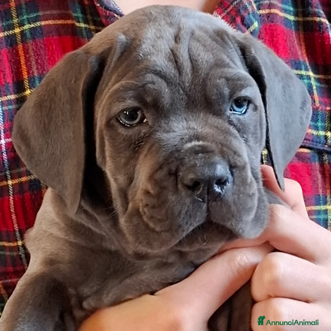 Cane Corso cani in vendita: Cucciola di cane corso disponibile  - Annuncio 3