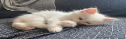Siberiano gatti in vendita: Disponili cuccioli siberiani! Occhi azzurri! - Annuncio 18