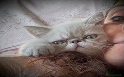 Exotic Shorthair gatti in vendita: CUCCIOLO EXOTIC Blu TabbyPoint-PREZZO INTERESSANTE a Provincia di Verona - Immagine 11