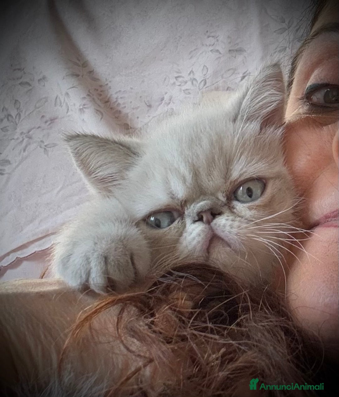 Exotic Shorthair gatti in vendita: CUCCIOLO EXOTIC Blu TabbyPoint-PREZZO INTERESSANTE a Provincia di Verona - Immagine 11