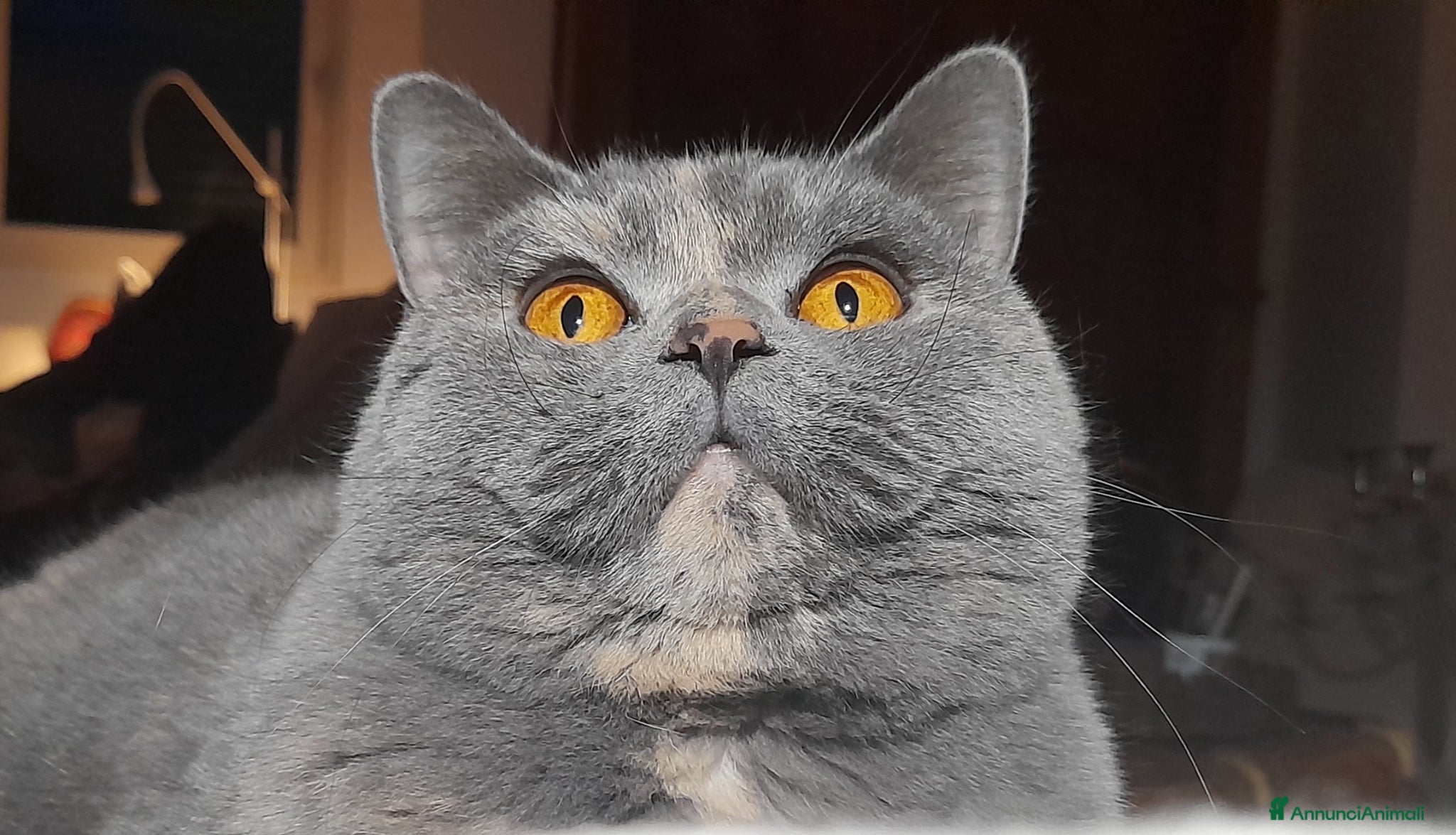 British gatti in vendita: Gattini British Shorthair - Annuncio 1