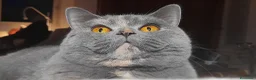 British gatti in vendita: Gattini British Shorthair a Città Metropolitana di Bologna - Annuncio 1