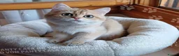 Scottish gatti in vendita: Cuccioli Scottish Straight - Annuncio 20