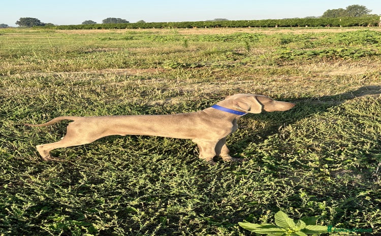 Weimaraner cani a Provincia di Reggio Emilia - Annuncio 1
