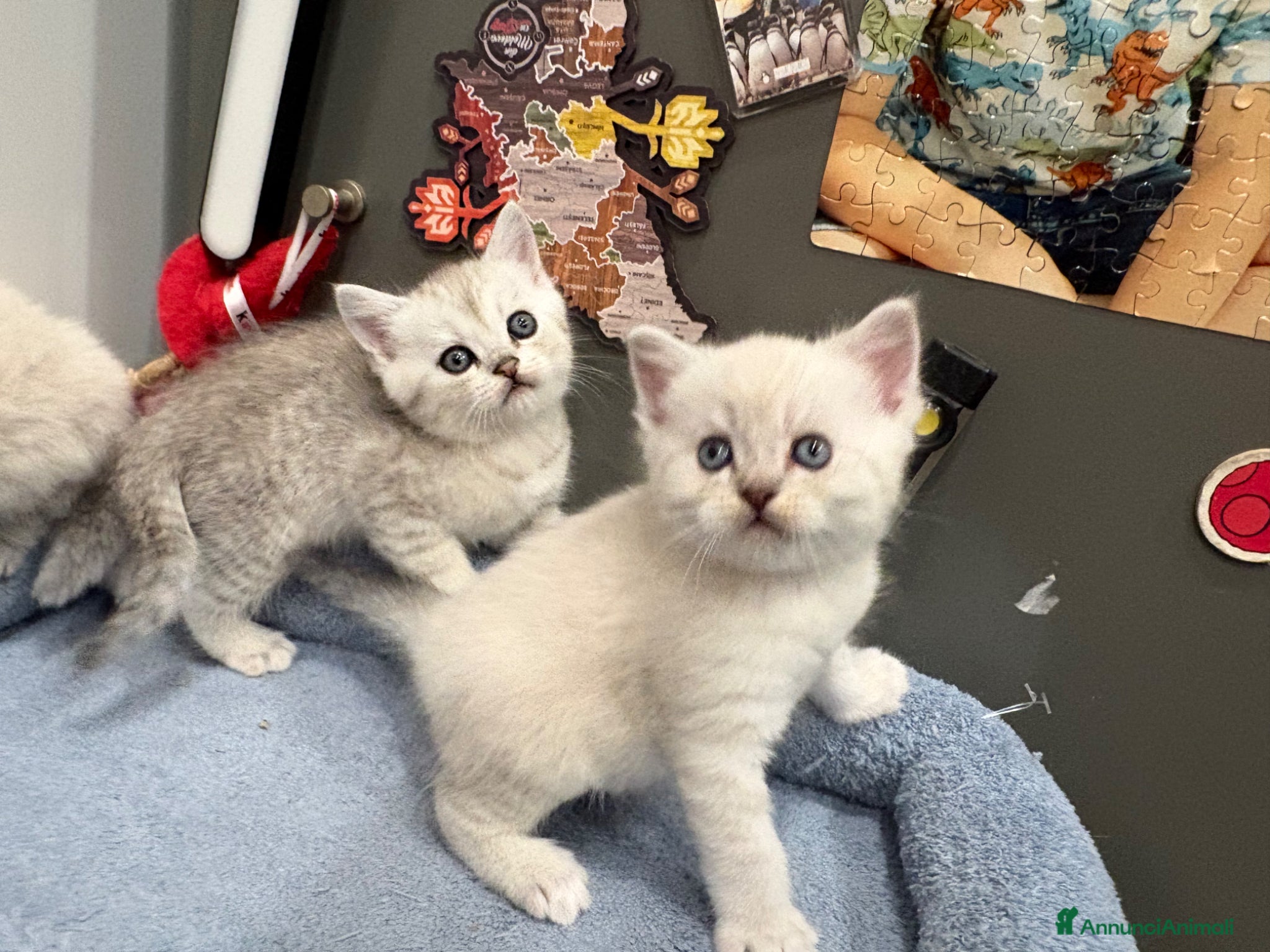 British gatti Scottish fold sthrait  - Annuncio 3