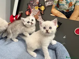 British gatti Scottish fold sthrait - Annuncio 3