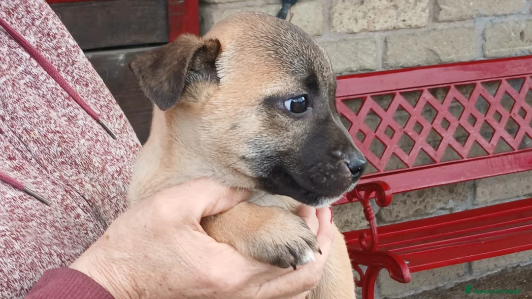 Meticcio cani in regalo: IL CUCCIOLO ROMEO CERCA CASA, IN ADOZIONE - Annuncio 3