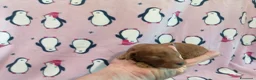 Barboncino Toy cani in vendita: Barboncina Toy femmina - Annuncio 2