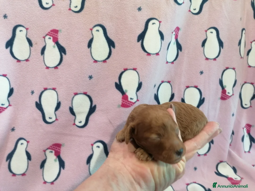 Barboncino Toy cani in vendita: Barboncina Toy femmina - Annuncio 2