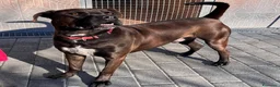 Meticcio cani in regalo: NIGEL BELLISSIMO PIT - Annuncio 6