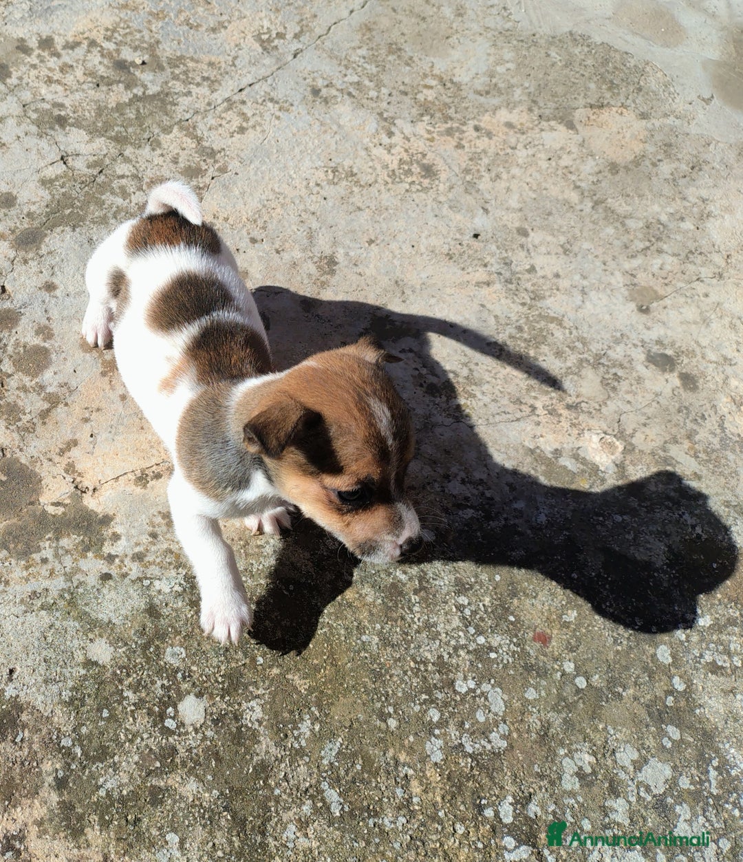 Jack Russell cani in vendita: Cuccioli jack russel  - Annuncio 4