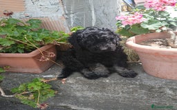 Barboncino cani in vendita: Barboncino Nano a Provincia di Avellino - Immagine 5