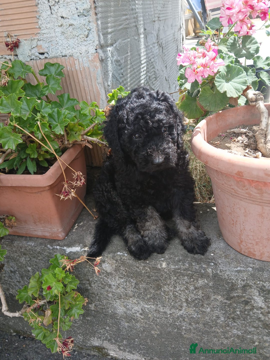 Barboncino cani in vendita: Barboncino Nano a Provincia di Avellino - Immagine 5