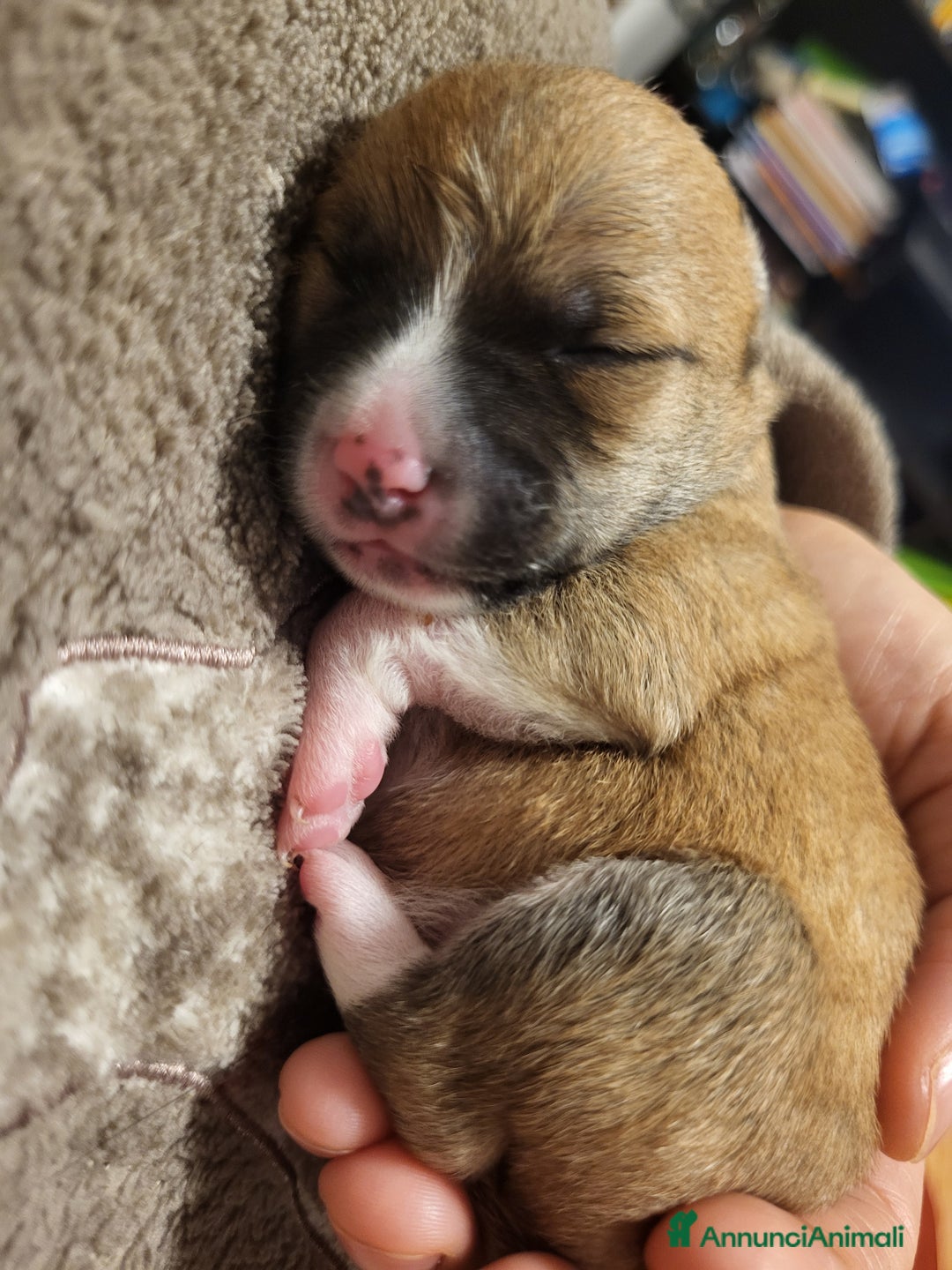 Meticcio cani in vendita: Vendo  - Annuncio 1