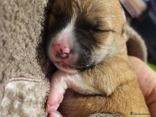 Meticcio cani Vendo - Annuncio 2