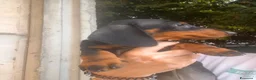 Bassotto cani in vendita: Bassotto nano/Kaninchen  - Annuncio 4