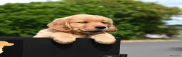 Golden Retriever cani in vendita: Allevamento sleepingbeauty golden - Annuncio 7