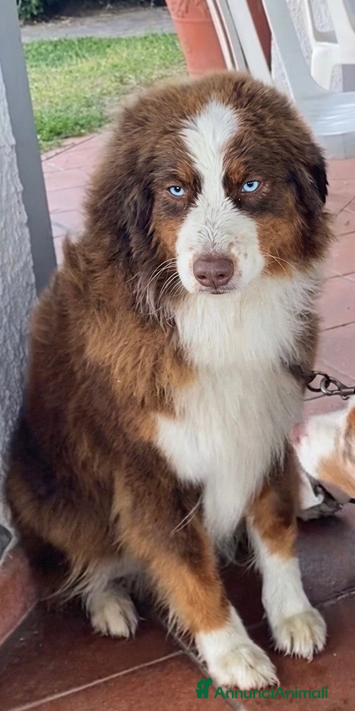 Australian Shepherd cani Pastore australiano Australian Shepherd FEMMINE  - Annuncio 3