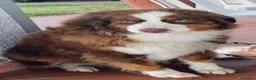 Australian Shepherd cani in vendita: Pastore australiano Australian Shepherd FEMMINE  - Annuncio 1