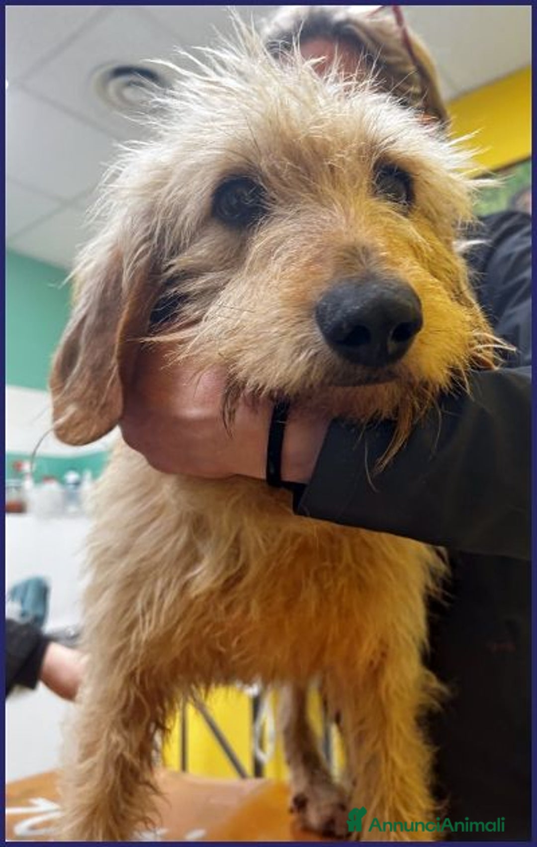 Meticcio cani in regalo: GIACOMO ha vissuto un inferno ora cerca amore - Annuncio 2