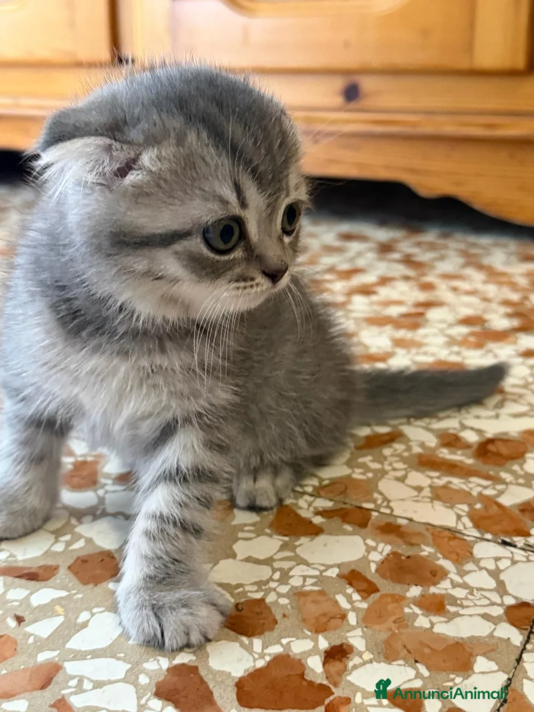 Scottish gatti in vendita: Disponibile - Annuncio 6