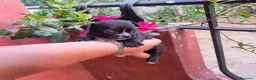 Chihuahua cani in vendita: Cucciolo di Chihuahua toy linea russa - Annuncio 6