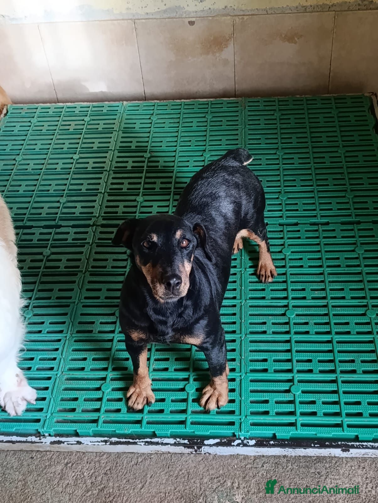 Bassotto cani Doroty - Annuncio 1