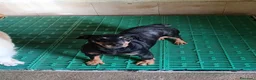 Bassotto cani in regalo: Doroty - Annuncio 1