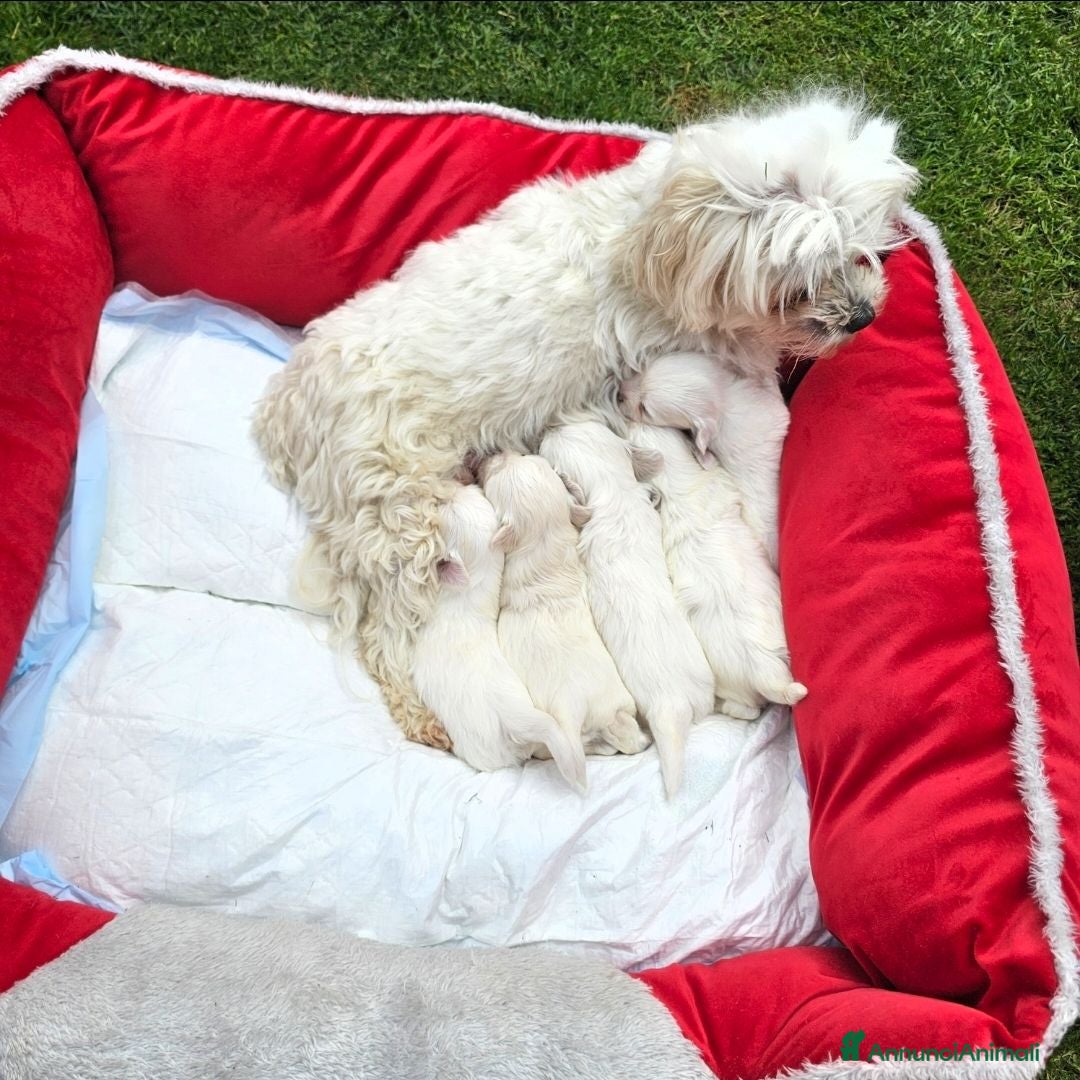 Maltese cani Maltese  - Annuncio 1