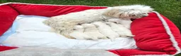 Maltese cani in vendita: Maltese  - Annuncio 1