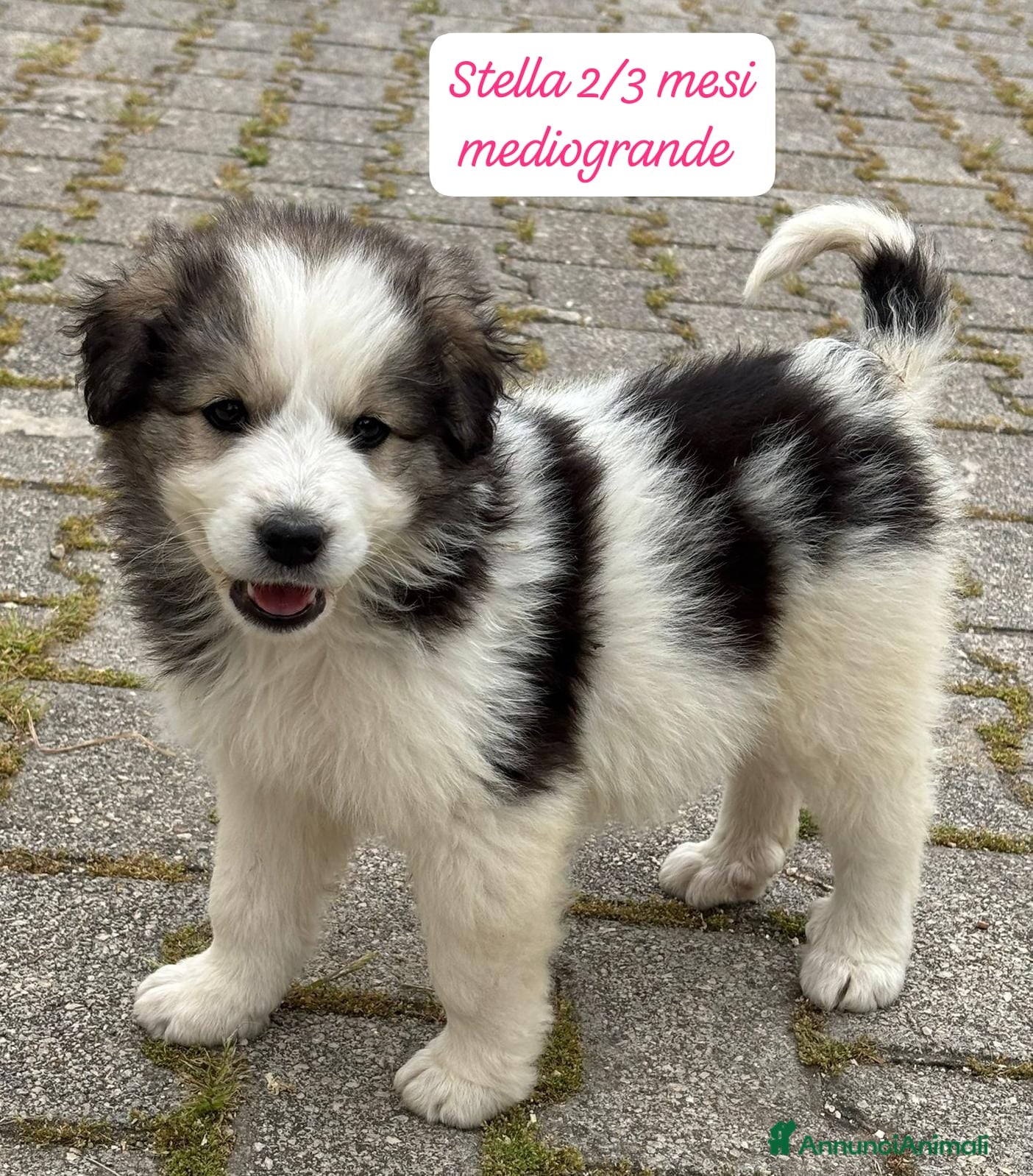 Meticcio cani Micini dimenticati da tutti - Annuncio 1