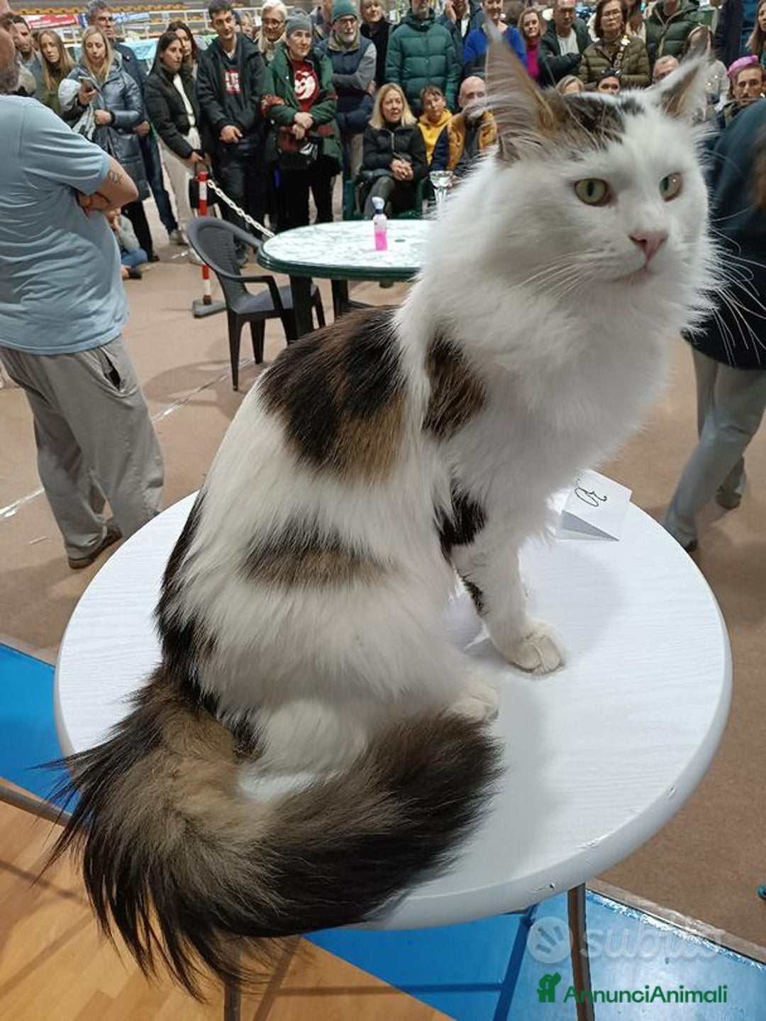 Maine Coon gatti per accoppiamento: Maine Coon stallone pedigree da riproduzione monta - Annuncio 4